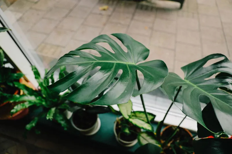 Rooted in the Vibe: How Gen Z Transformed Their Rentals Into Lush Green Sanctuaries